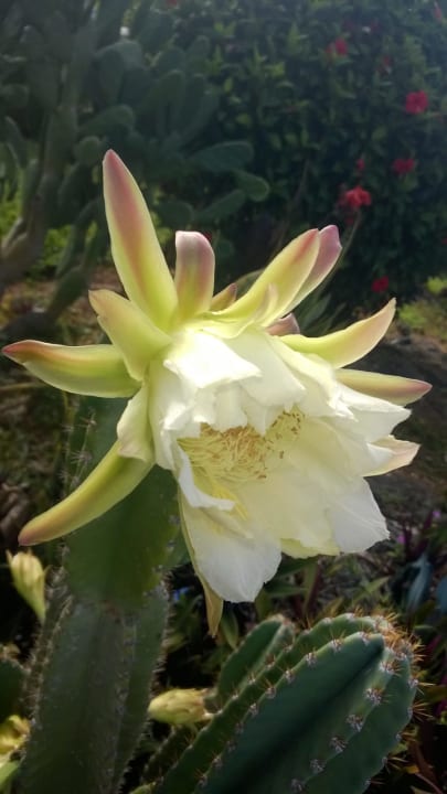 Gartenanlage Royal Zanzibar Beach Resort