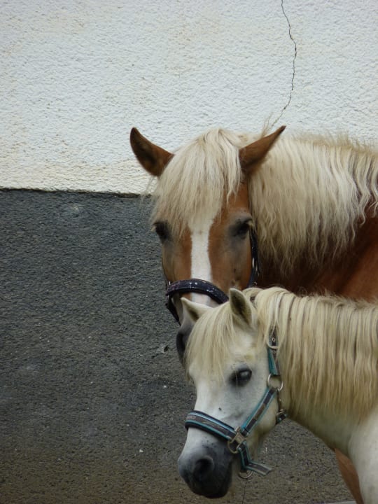 Die Ponys Bauernhof Unterbaumgarten