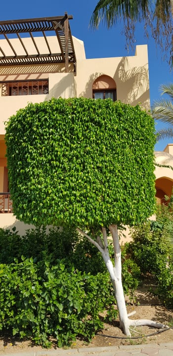 Gartenanlage Steigenberger Coraya Beach - Adults only