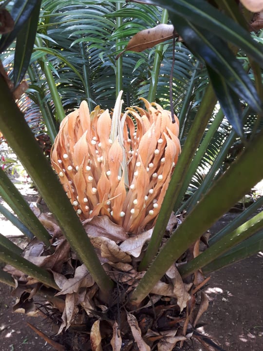 Gartenanlage Hotel Grand Palladium Palace Resort, Spa & Casino