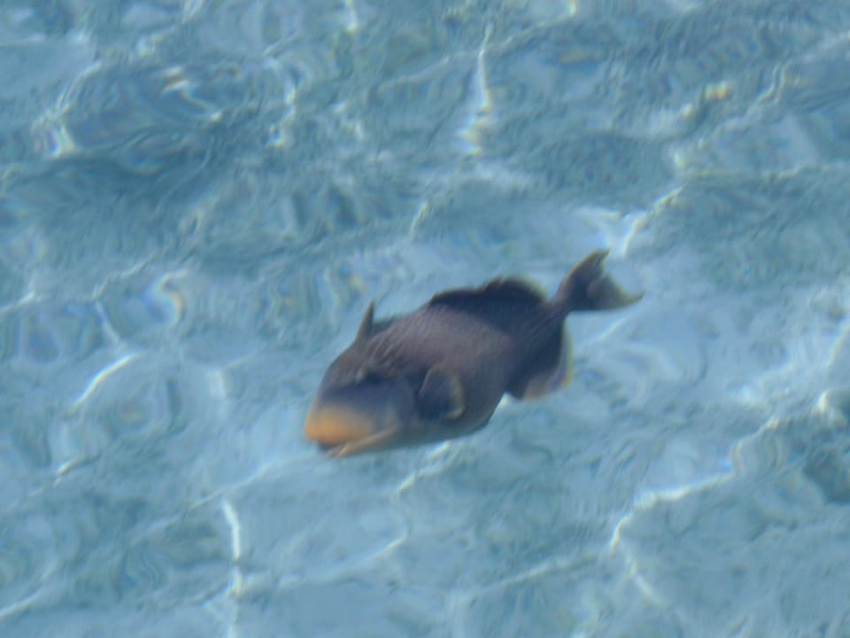 Hotel Summer Island Village Summer Island Maldives