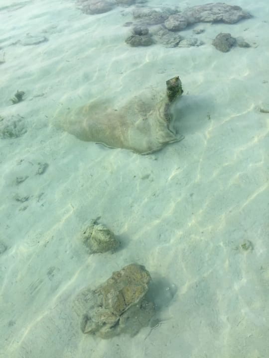 Sandsäcke im Wasser Summer Island Maldives