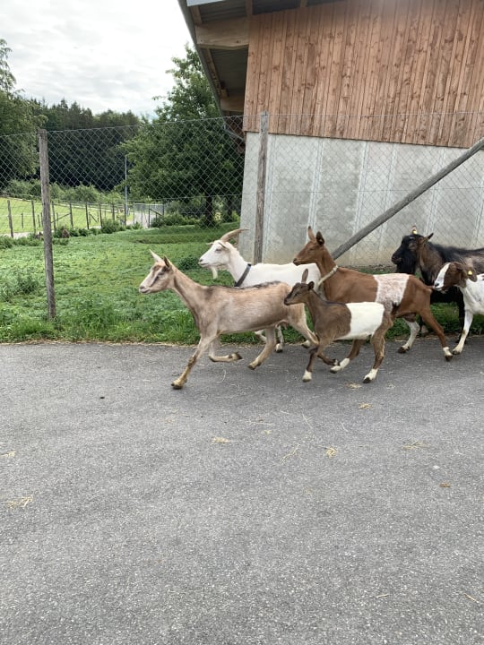 Sonstiges Bauernhof Zapfs