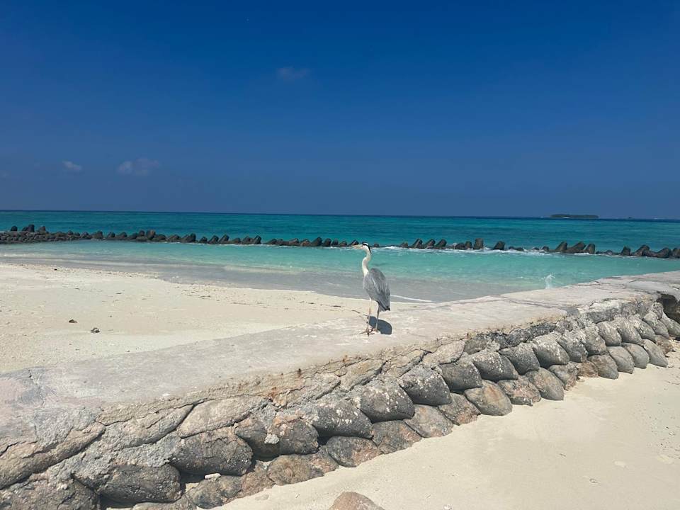 Außenansicht Kuredu Island Resort & Spa