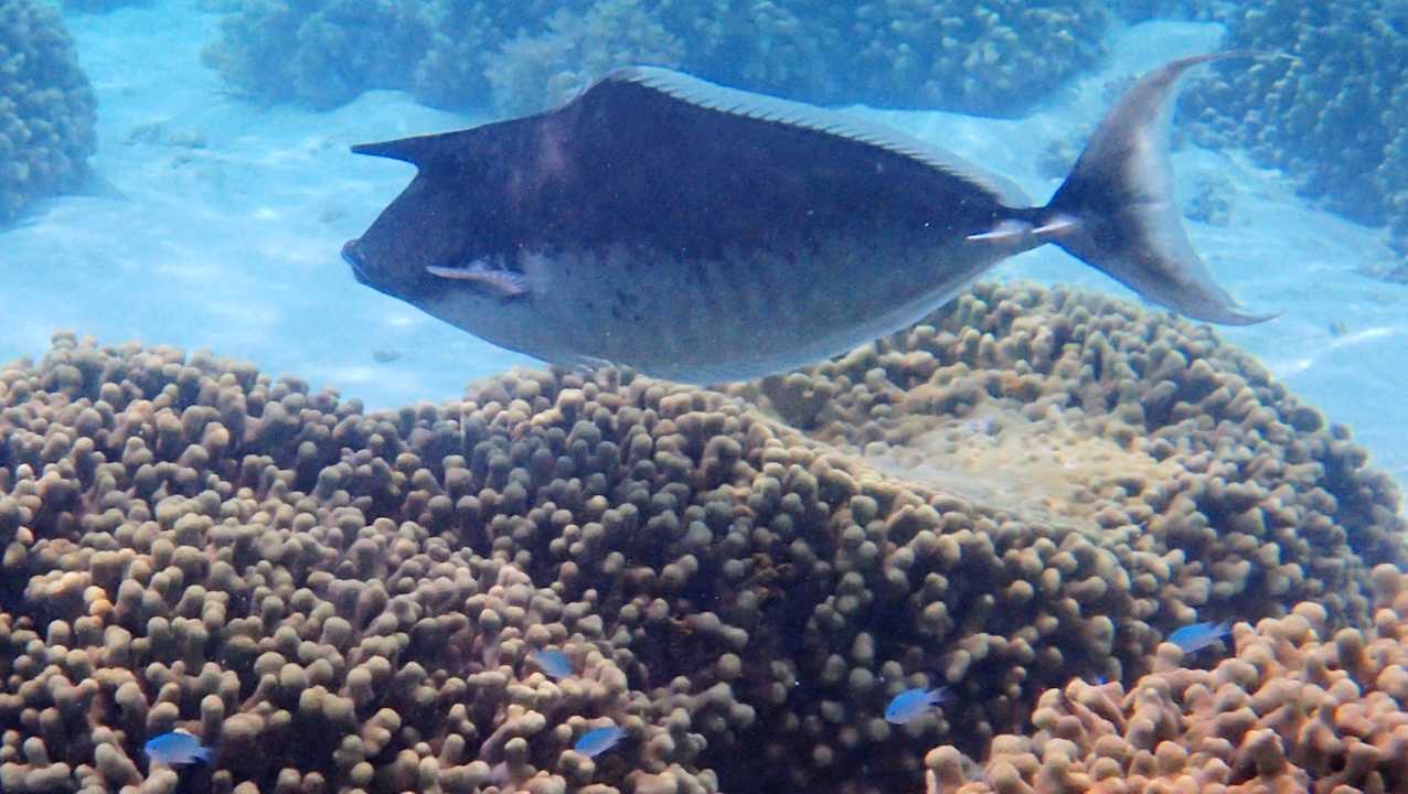 Sport & Freizeit Hotel Riu Palace Maldivas