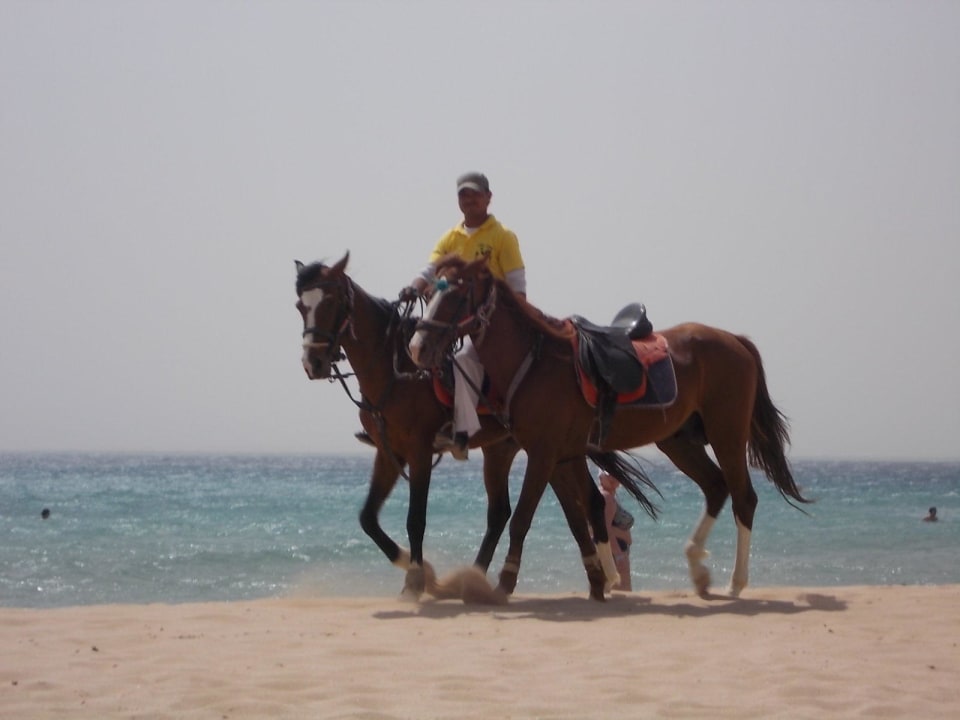 Das Highlight dieses Jahr "Reitstunden" Shams Safaga Resort