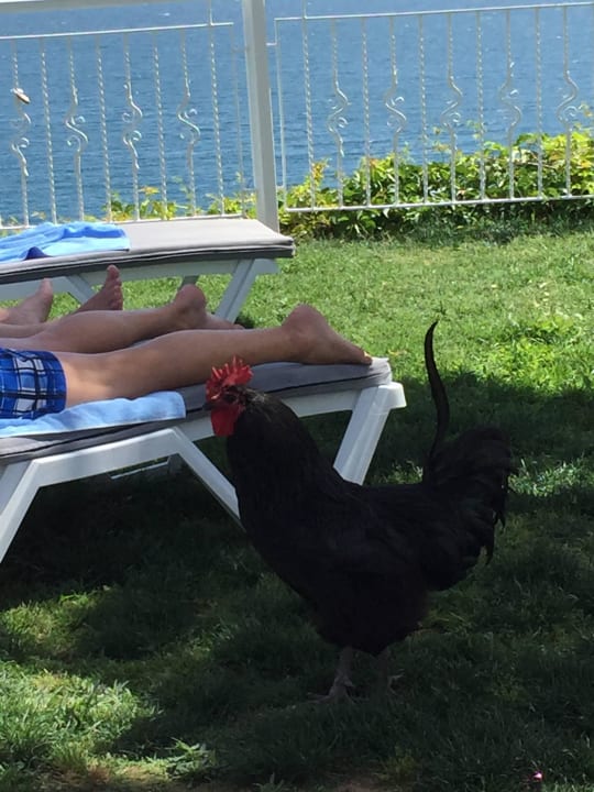 Mitesser Falcon Hotel