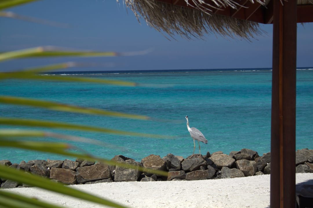 Süd Summer Island Maldives