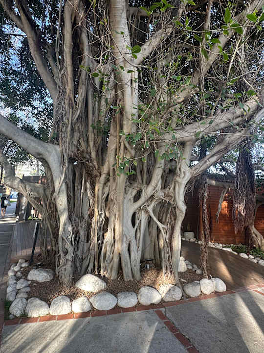 Gartenanlage Side Star Elegance