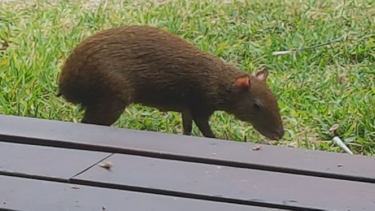 Zimmer Akumal Bay Beach & Wellness Resort