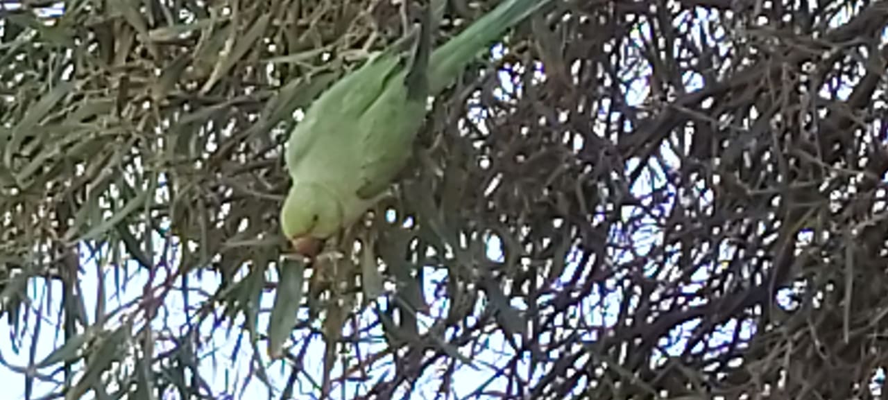 Gartenanlage Hotel Hyde Park Lane