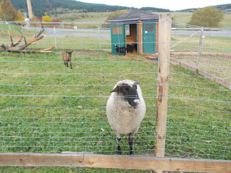Schaf Tina und andere Tiere Elldus Resort - Familotel Erzgebirge
