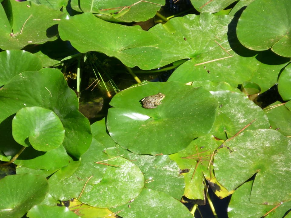 Es gibt immer was zu quaken  Hipotels Eurotel Punta Rotja Golf & Spa