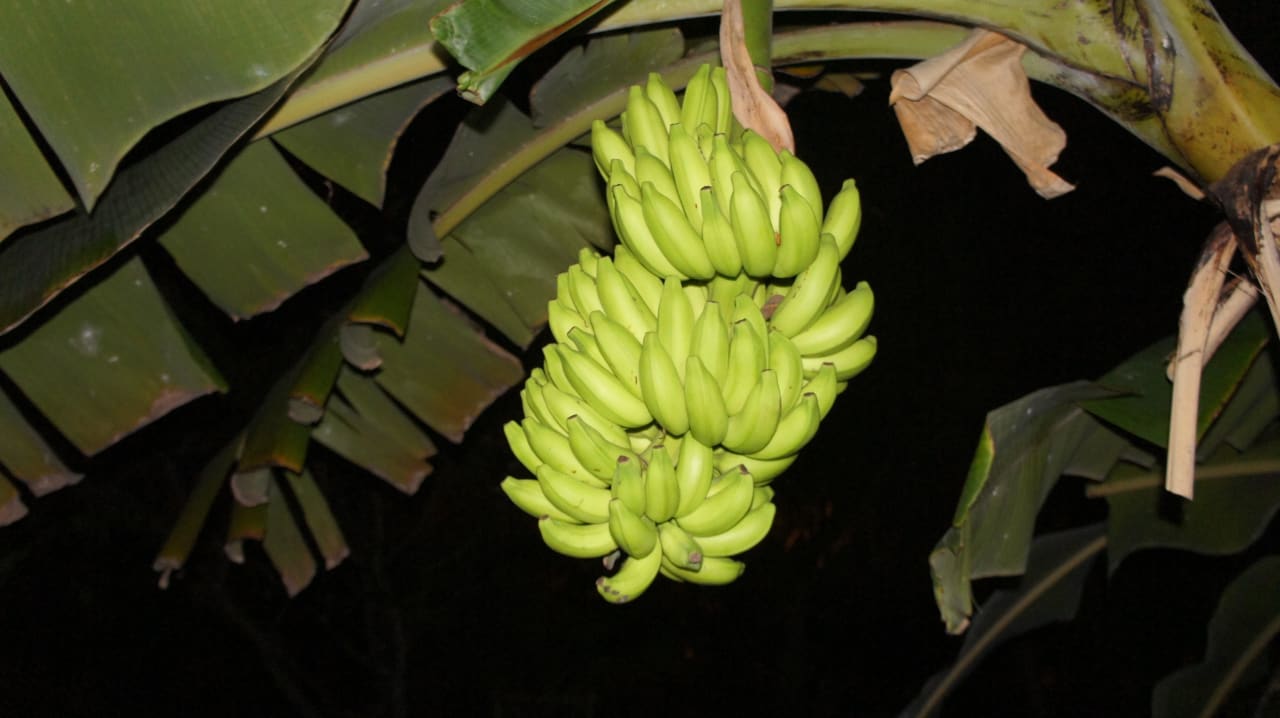 Bananen direkt vor unserer Villa Kuramathi Maldives