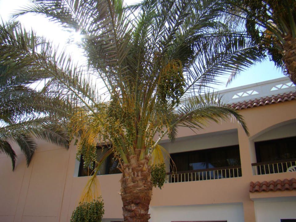 Daktyle Beach Albatros Resort