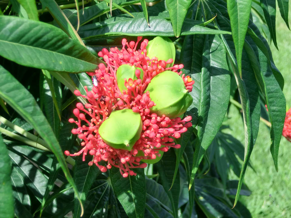 Blütenpracht Hotel Riu Guanacaste
