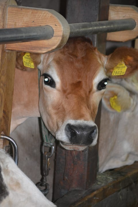 Tiere am Hof Bergbauernhof Fegg