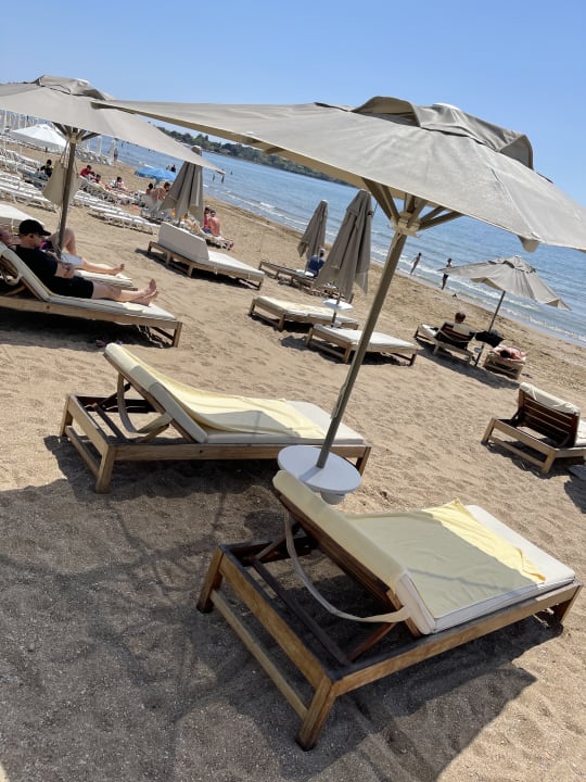 Strand Acanthus Cennet Barut Collection