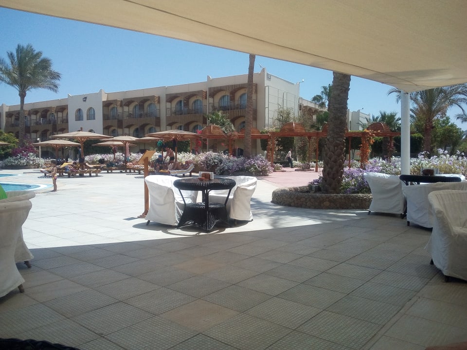 Sonstiges Desert Rose