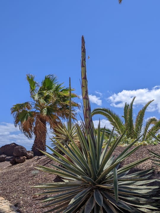 Gartenanlage R2 Pajara Beach