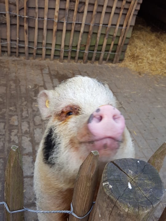 Sport & Freizeit Ferienpark Landal De Lommerbergen