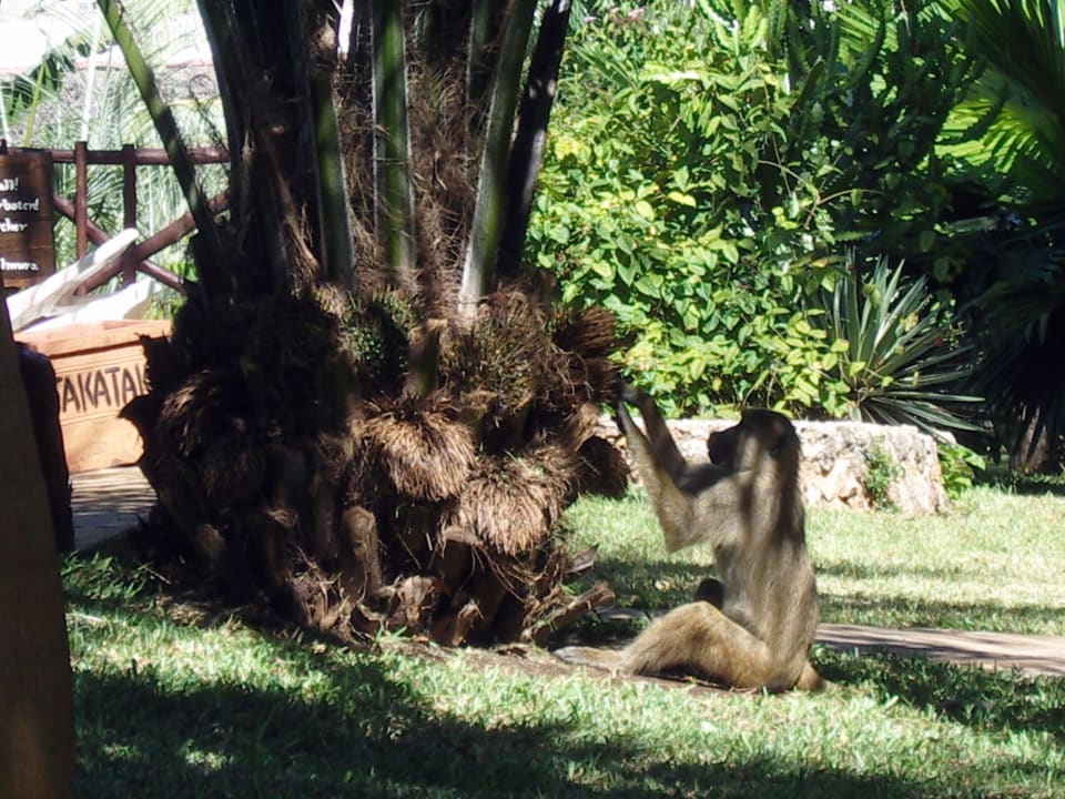 Hotel Baobab Beach Resort Baobab Beach Resort & Spa