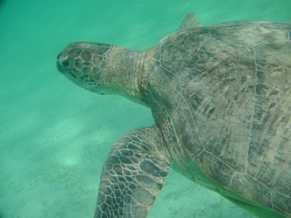 Great turtle  Three Corners Sea Beach Resort