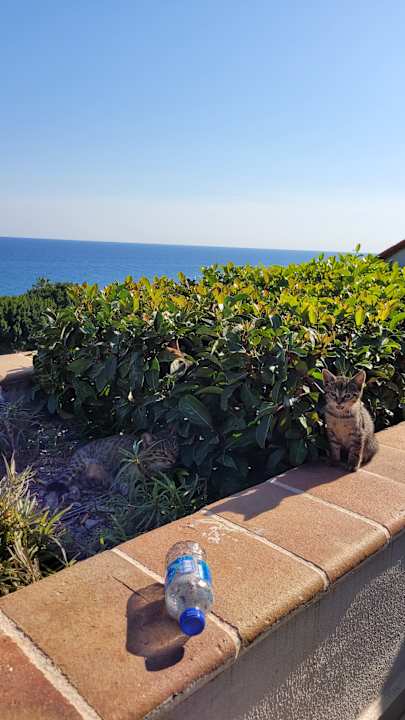 Zimmer Limak Limra Hotel & Resort