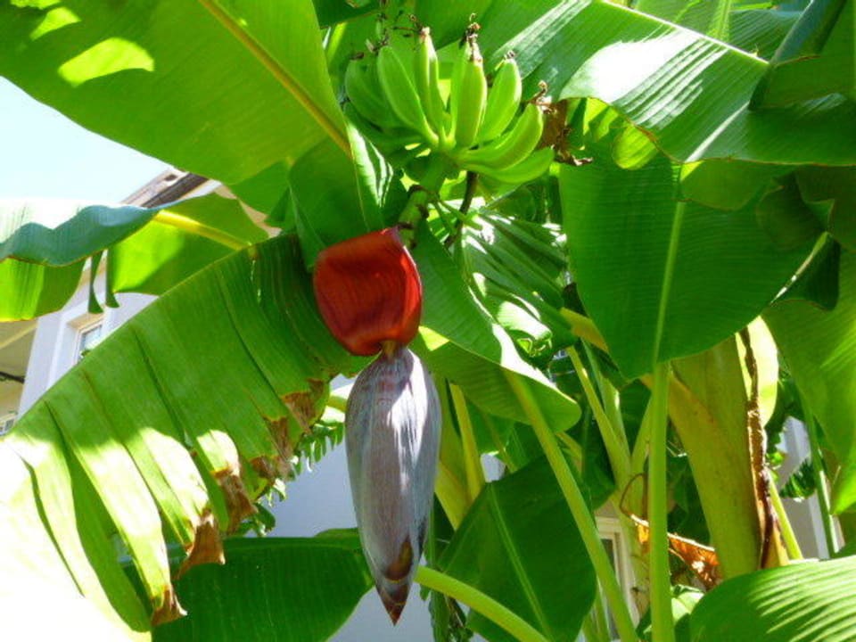 Banane Sunis Elita Beach Resort & Spa