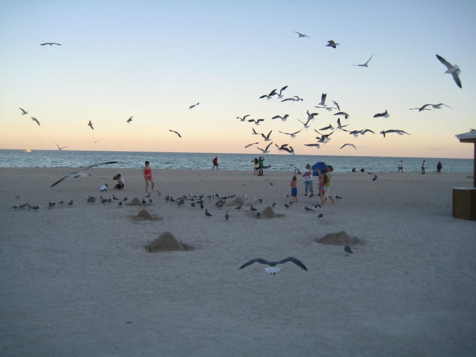 Strand Hotel The Ritz-Carlton South Beach