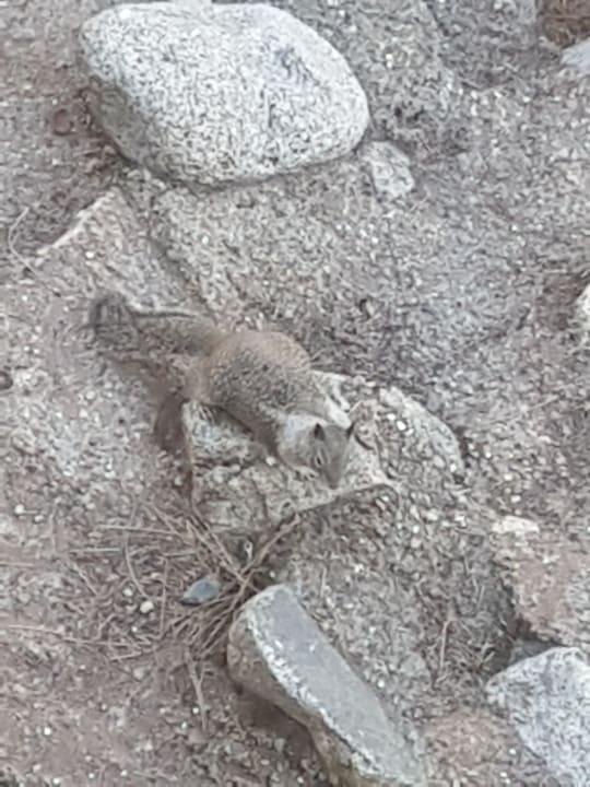 Sonstiges Hotel Yosemite View Lodge