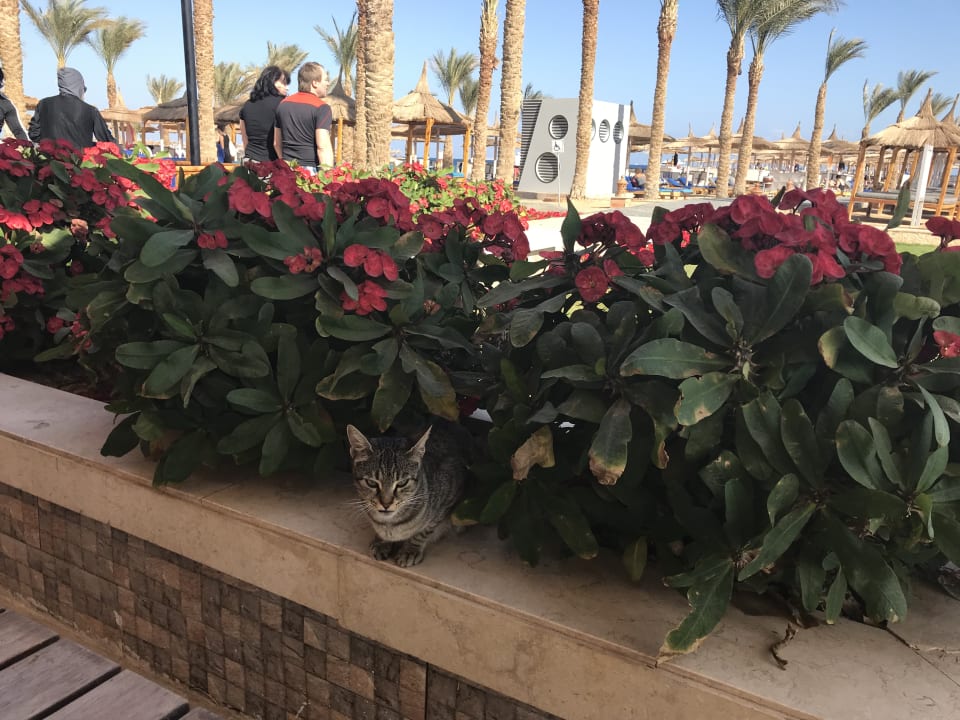 Hotelkatze  Beach Albatros Resort