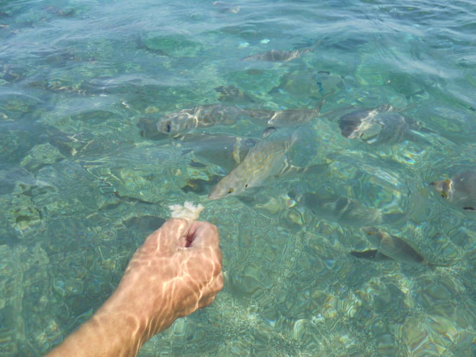 Raubtierfütterung Rodos Princess Beach Hotel & Spa