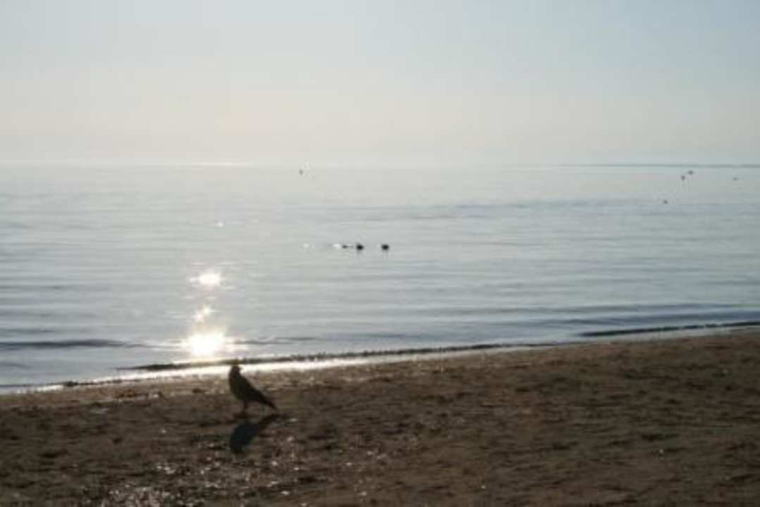 Auch hier gibt es freche Vögel  Clover Magic Nova Beach