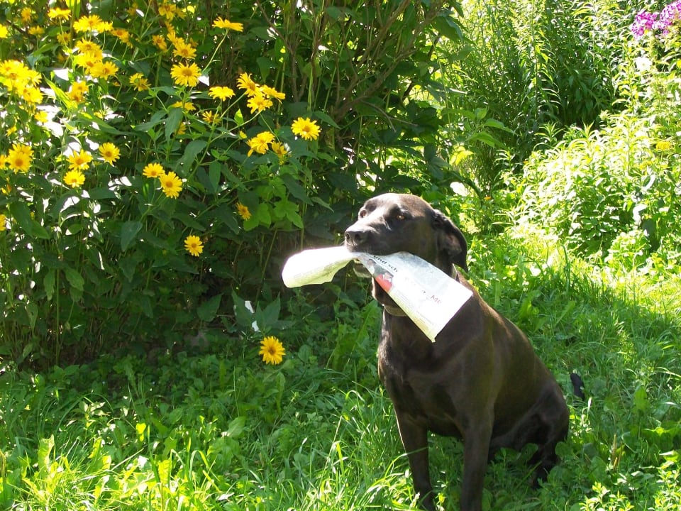 Hofhund Ferienwohnung Döllelhof