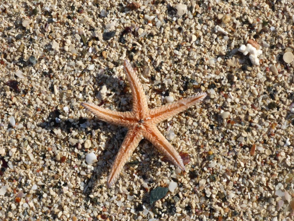 Strandfund Shams Alam Beach Resort