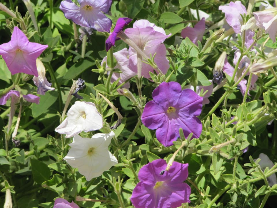 Blumen Golden Beach Resort