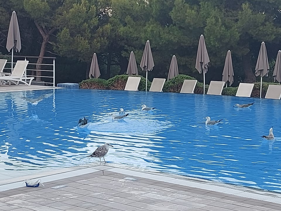 Pool Valamar Sanfior Hotel & Casa