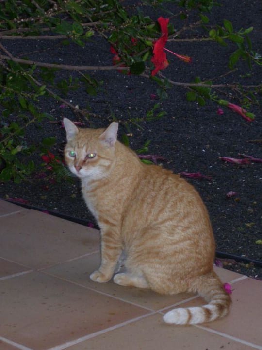 Katzen auf Lanzarote allsun App.-Hotel Albatros