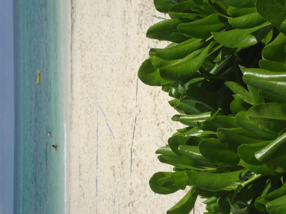 Hotel Catalonia Playa Maroma Catalonia Playa Maroma