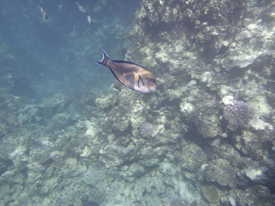 Strand Sentido Reef Oasis Suakin