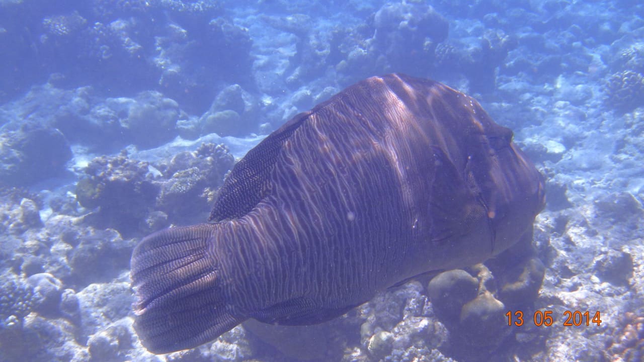 Napoleonfisch beim Schnorcheln Kuramathi Maldives