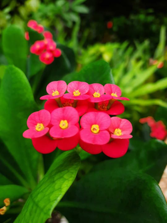 Gartenanlage NH Collection Maldives Reethi Resort