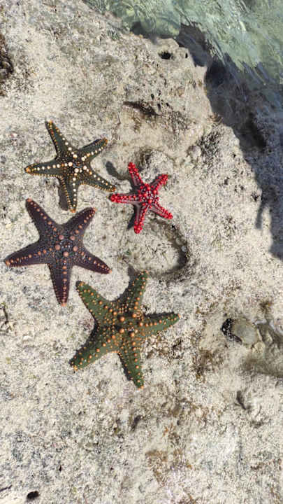 Strand TUI Blue Bahari Zanzibar