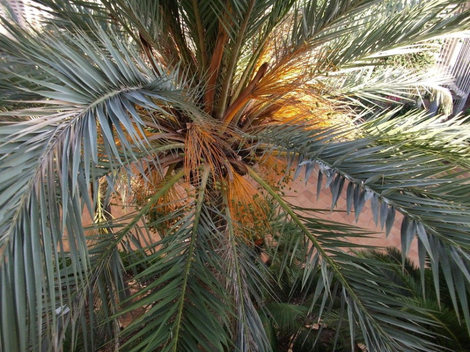 Blick aus dem Zimmer The Sea Hotel by Grupotel - Adults only