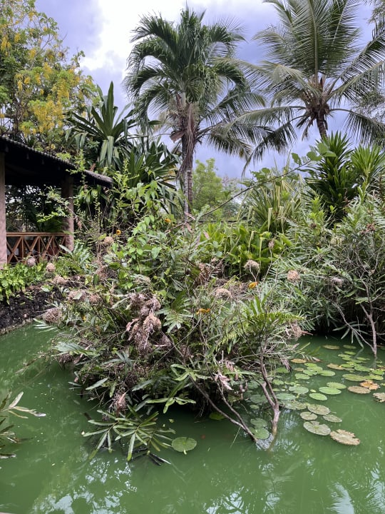 Gartenanlage Hotel Pinewood Beach Resort & Spa