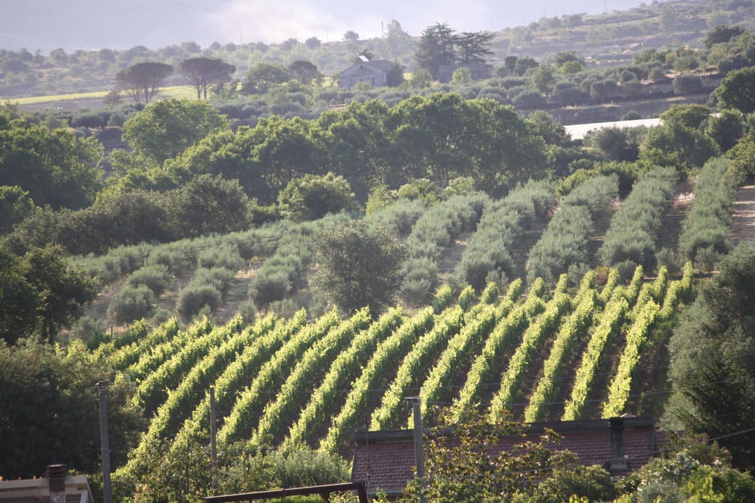 Weinberge Hotel Feudo Vagliasindi