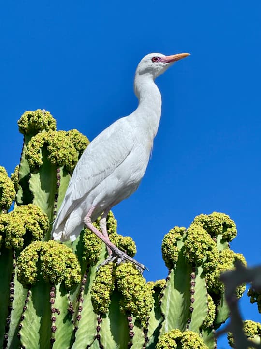 Gartenanlage allsun App.-Hotel Esquinzo Beach