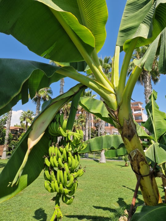 Gartenanlage Justiniano Park Conti