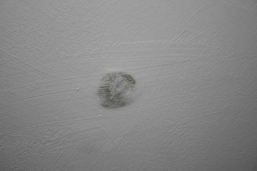 Schimmel Princess Taurito